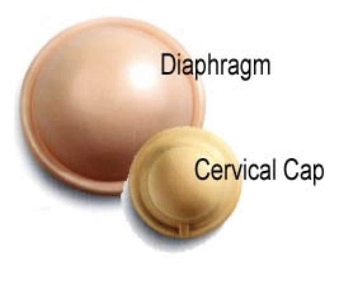 Difference between diaphragm and cervical cap contraceptive