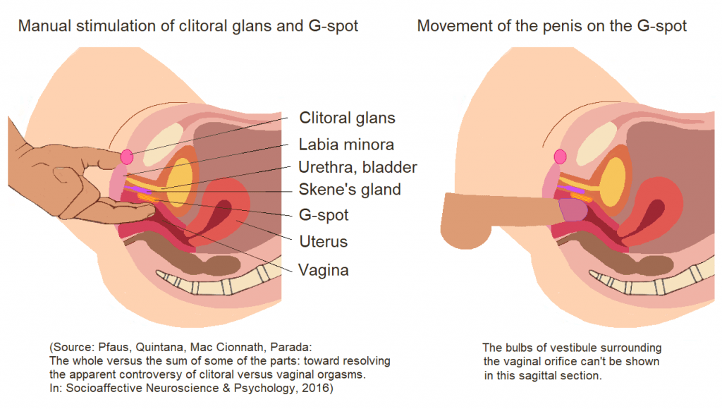 G-Spot and Sex