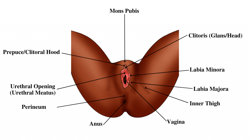 Parts of the vulva Parts of the vagina